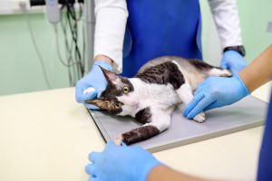 chat-veterinaire